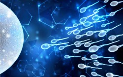 Ученые научились создавать искусственные сперматозоиды