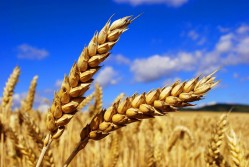 Очищенное зерно оказалось опасным для сердечно-сосудистой системы