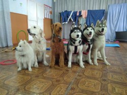 Омские собаки-терапевты выйграли 3 млн. рублей