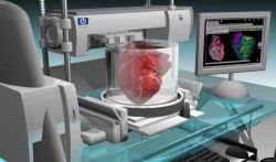 Живое сердце впервые сделали на 3D-принтере