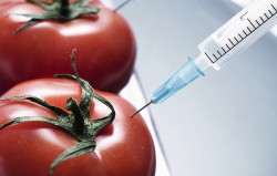 На продуктах с ГМО теперь будет специальная этикетка