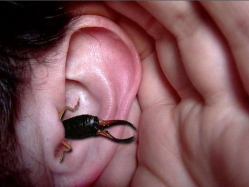 Может ли таракан проникнуть в ухо?