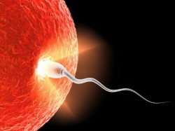 Что заставляет двигаться сперматозоиды?