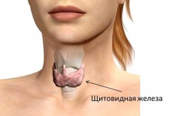 Все о щитовидной железе