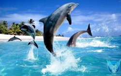 Звуки дельфинов считаются полезными
