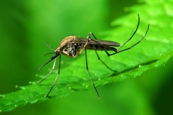 Россиянам рассказали, что нужно съесть, чтобы стать невидимкой для комаров